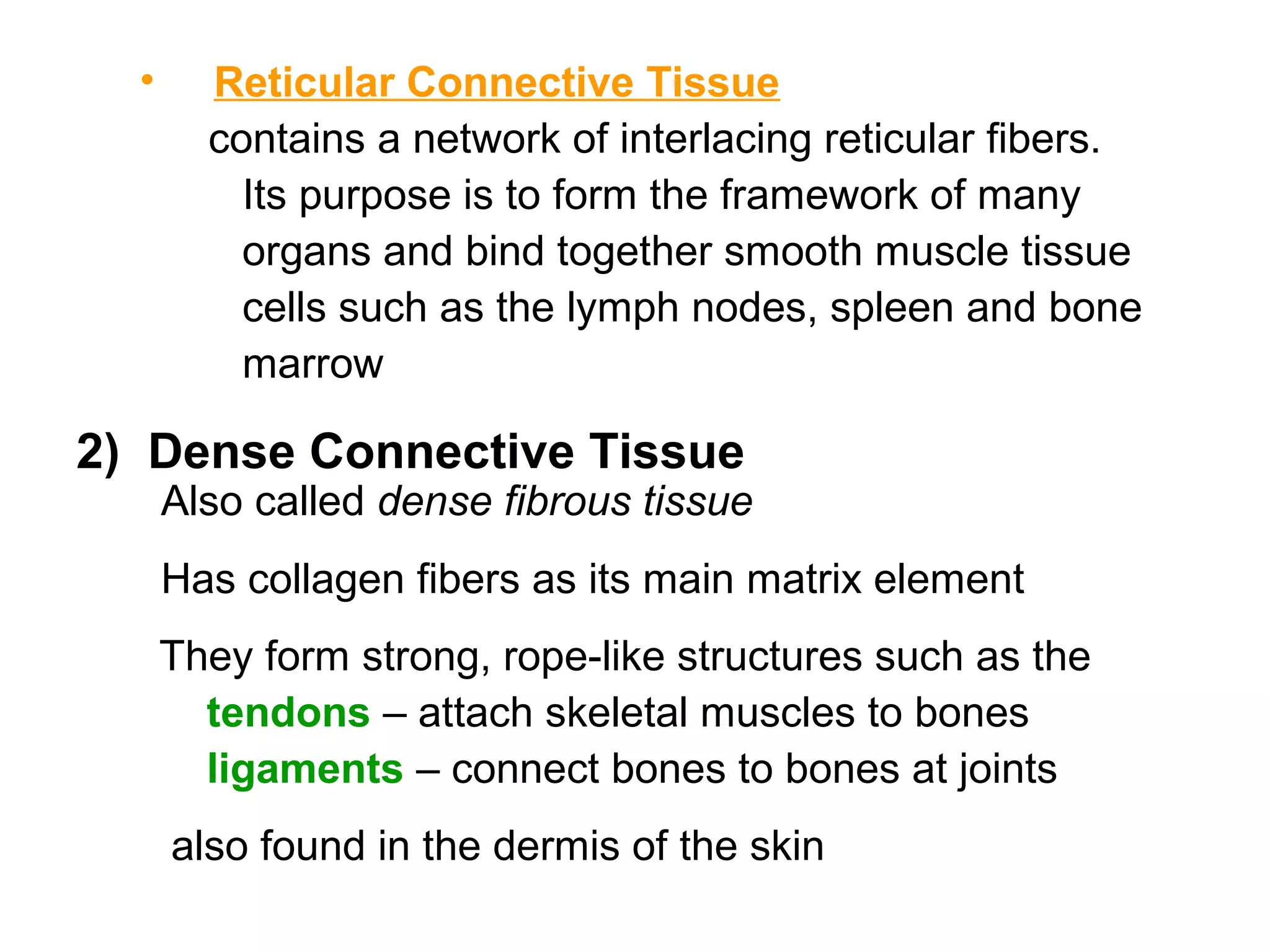 • Reticular Connective Tissue
contains a network of interlacing reticular fibers.
Its purpose is to form the framework of many
organs and bind together smooth muscle tissue
cells such as the lymph nodes, spleen and bone
marrow
2) Dense Connective Tissue
Also called dense fibrous tissue
Has collagen fibers as its main matrix element
They form strong, rope-like structures such as the
tendons – attach skeletal muscles to bones
ligaments – connect bones to bones at joints
also found in the dermis of the skin
 