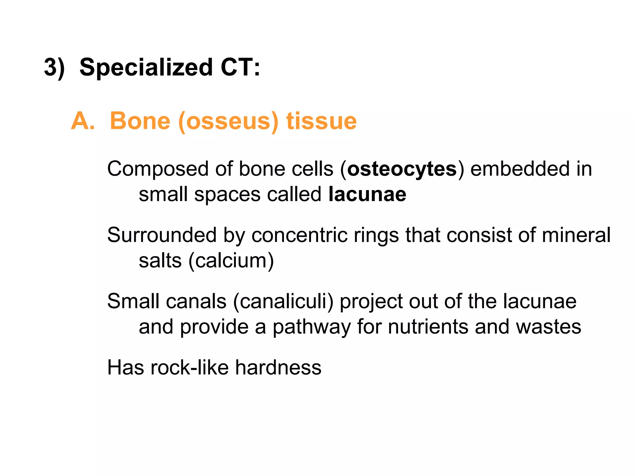 3) Specialized CT:
A. Bone (osseus) tissue
Composed of bone cells (osteocytes) embedded in
small spaces called lacunae
Surrounded by concentric rings that consist of mineral
salts (calcium)
Small canals (canaliculi) project out of the lacunae
and provide a pathway for nutrients and wastes
Has rock-like hardness
 