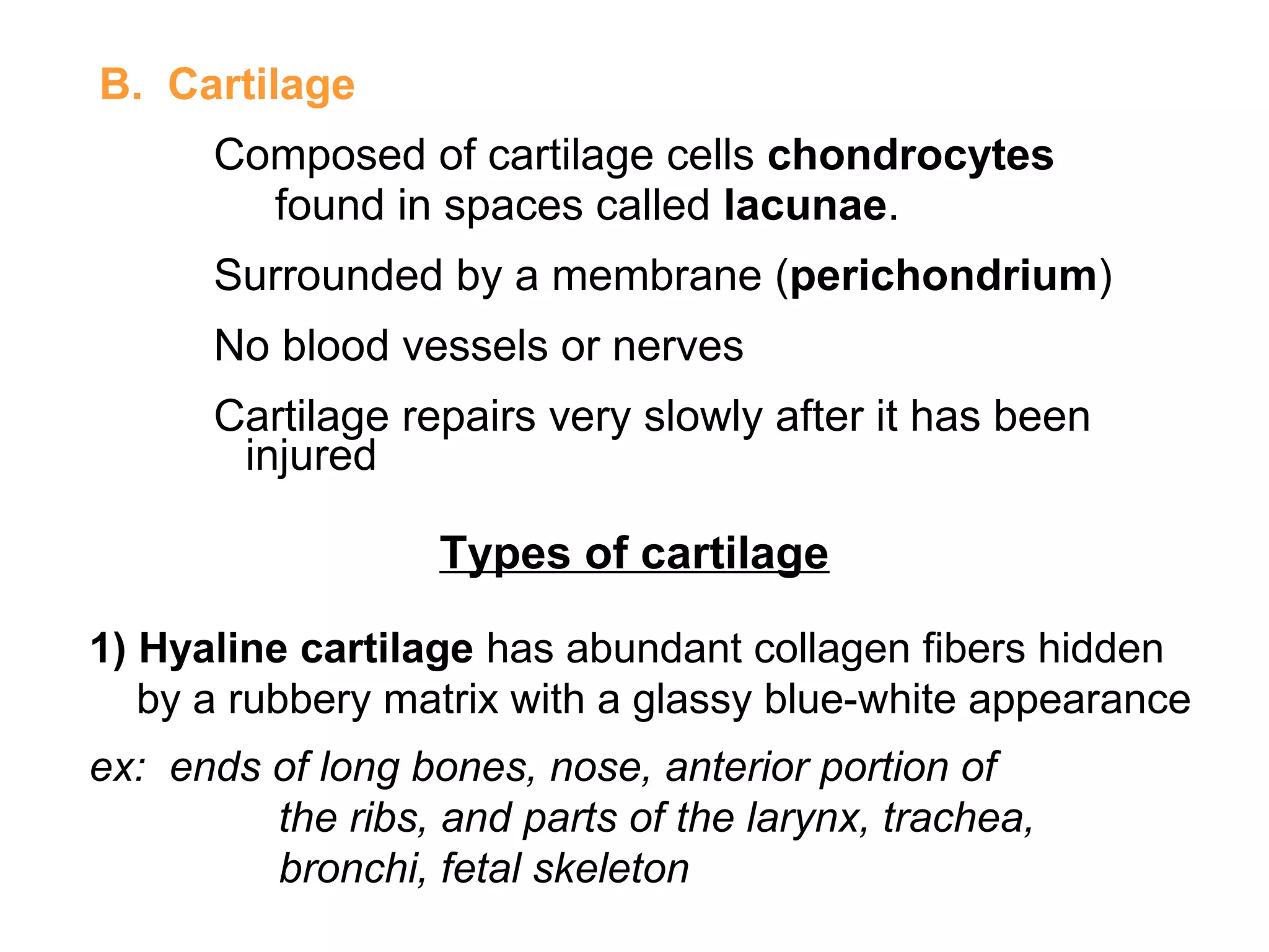B. Cartilage
Composed of cartilage cells chondrocytes
found in spaces called lacunae.
Surrounded by a membrane (perichondrium)
No blood vessels or nerves
Cartilage repairs very slowly after it has been
injured
Types of cartilage
1) Hyaline cartilage has abundant collagen fibers hidden
by a rubbery matrix with a glassy blue-white appearance
ex: ends of long bones, nose, anterior portion of
the ribs, and parts of the larynx, trachea,
bronchi, fetal skeleton
 