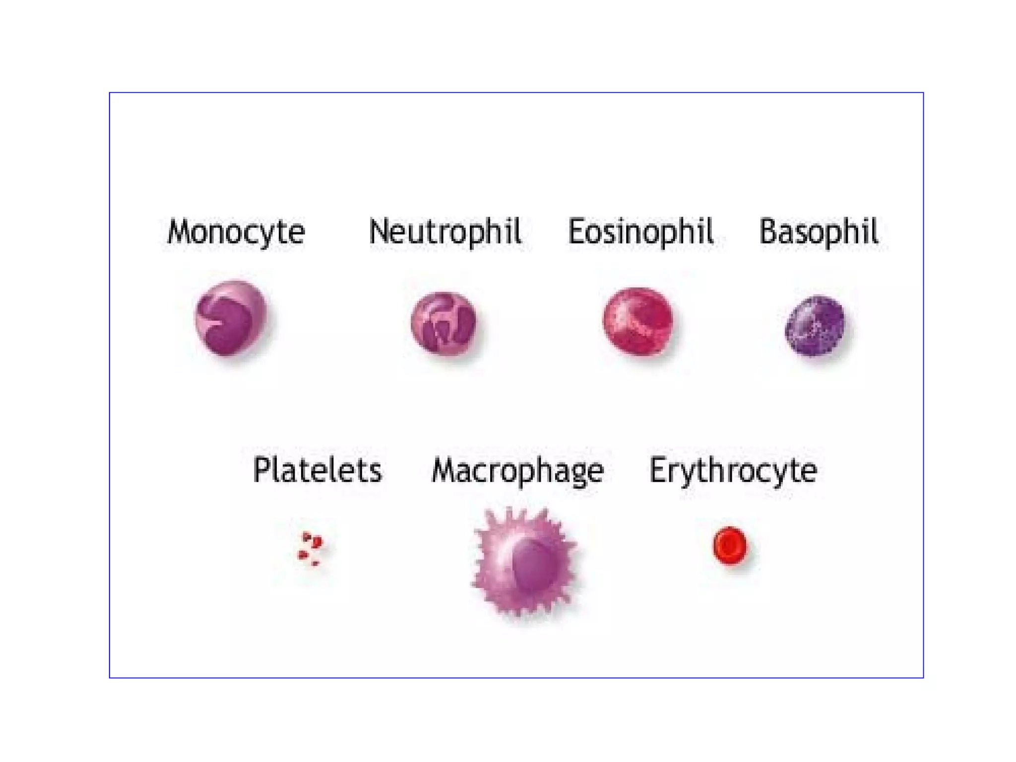 Animal tissues epithelial & connective