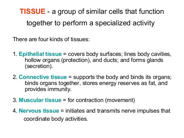 functions of the tissues functions of the tissues