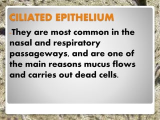 CILIATED EPITHELIUM
-They are most common in the
nasal and respiratory
passageways, and are one of
the main reasons mucus flows
and carries out dead cells.
 