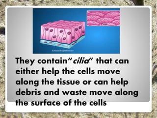 They contain“cilia” that can
either help the cells move
along the tissue or can help
debris and waste move along
the surface of the cells
 