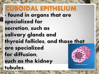 CUBOIDAL EPITHELIUM
- found in organs that are
specialized for
secretion, such as
salivary glands and
thyroid follicles, and those that
are specialized
for diffusion,
such as the kidney
tubules.
 