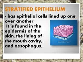 STRATIFIED EPITHELIUM
- has epithelial cells lined up one
over another.
It is found in the
epidermis of the
skin, the lining of
the mouth cavity,
and oesophagus.
 