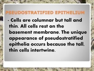 PSEUDOSTRATIFIED EPITHELIUM
- Cells are columnar but tall and
thin. All cells rest on the
basement membrane. The unique
appearance of pseudostratified
epithelia occurs because the tall,
thin cells intertwine.
 