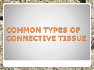 COMMON TYPES OF
CONNECTIVE TISSUE
 