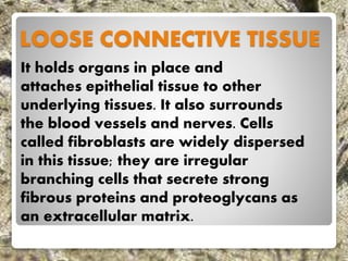 LOOSE CONNECTIVE TISSUE
It holds organs in place and
attaches epithelial tissue to other
underlying tissues. It also surrounds
the blood vessels and nerves. Cells
called fibroblasts are widely dispersed
in this tissue; they are irregular
branching cells that secrete strong
fibrous proteins and proteoglycans as
an extracellular matrix.
 