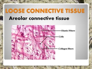 LOOSE CONNECTIVE TISSUE
Areolar connective tissue
 