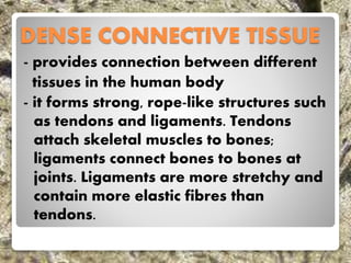 DENSE CONNECTIVE TISSUE
- provides connection between different
tissues in the human body
- it forms strong, rope-like structures such
as tendons and ligaments. Tendons
attach skeletal muscles to bones;
ligaments connect bones to bones at
joints. Ligaments are more stretchy and
contain more elastic fibres than
tendons.
 