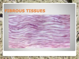 FIBROUS TISSUES
 