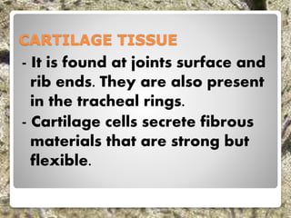CARTILAGE TISSUE
- It is found at joints surface and
rib ends. They are also present
in the tracheal rings.
- Cartilage cells secrete fibrous
materials that are strong but
flexible.
 