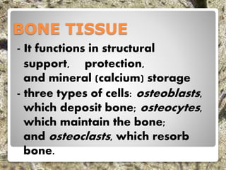 BONE TISSUE
- It functions in structural
support, protection,
and mineral (calcium) storage
- three types of cells: osteoblasts,
which deposit bone; osteocytes,
which maintain the bone;
and osteoclasts, which resorb
bone.
 