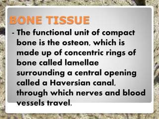 BONE TISSUE
- The functional unit of compact
bone is the osteon, which is
made up of concentric rings of
bone called lamellae
surrounding a central opening
called a Haversian canal,
through which nerves and blood
vessels travel.
 