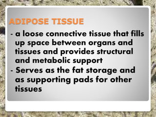 ADIPOSE TISSUE
- a loose connective tissue that fills
up space between organs and
tissues and provides structural
and metabolic support
- Serves as the fat storage and
as supporting pads for other
tissues
 