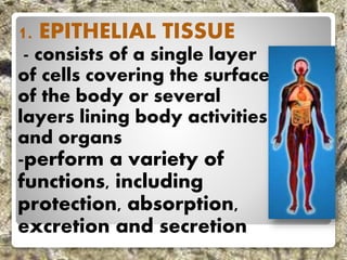 1. EPITHELIAL TISSUE
- consists of a single layer
of cells covering the surface
of the body or several
layers lining body activities
and organs
-perform a variety of
functions, including
protection, absorption,
excretion and secretion
 