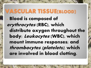 VASCULAR TISSUE(BLOOD)
- Blood is composed of
erythrocytes (RBC), which
distribute oxygen throughout the
body; Leukocytes (WBC), which
mount immune responses; and
thrombocytes (platelets), which
are involved in blood clotting.
 