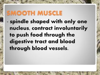 SMOOTH MUSCLE
- spindle shaped with only one
nucleus, contract involuntarily
to push food through the
digestive tract and blood
through blood vessels.
 
