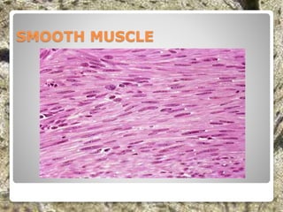 SMOOTH MUSCLE
 