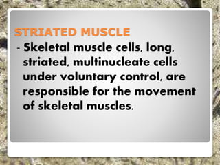 STRIATED MUSCLE
- Skeletal muscle cells, long,
striated, multinucleate cells
under voluntary control, are
responsible for the movement
of skeletal muscles.
 