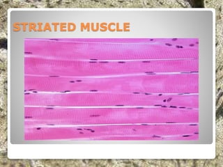 STRIATED MUSCLE
 