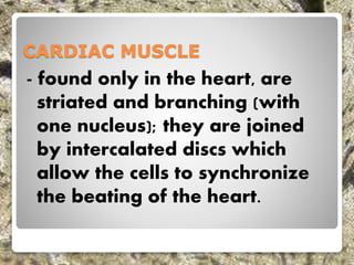 CARDIAC MUSCLE
- found only in the heart, are
striated and branching (with
one nucleus); they are joined
by intercalated discs which
allow the cells to synchronize
the beating of the heart.
 