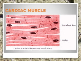 CARDIAC MUSCLE
 