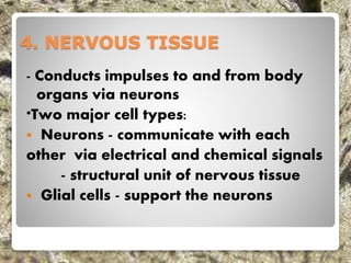 4. NERVOUS TISSUE
- Conducts impulses to and from body
organs via neurons
*Two major cell types:
 Neurons - communicate with each
other via electrical and chemical signals
- structural unit of nervous tissue
 Glial cells - support the neurons
 