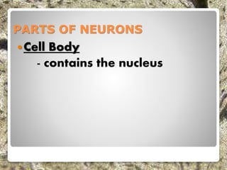 PARTS OF NEURONS
Cell Body
- contains the nucleus
 