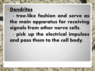 Dendrites
- tree-like fashion and serve as
the main apparatus for receiving
signals from other nerve cells.
- pick up the electrical impulses
and pass them to the cell body.
 