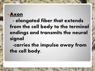 Axon
- elongated fiber that extends
from the cell body to the terminal
endings and transmits the neural
signal
-carries the impulse away from
the cell body.
 