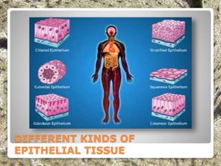 DIFFERENT KINDS OF
EPITHELIAL TISSUE
 