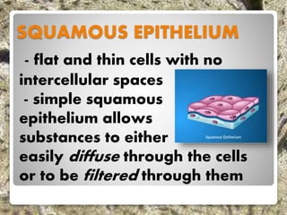 SQUAMOUS EPITHELIUM
- flat and thin cells with no
intercellular spaces
- simple squamous
epithelium allows
substances to either
easily diffuse through the cells
or to be filtered through them
 