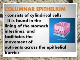 COLUMNAR EPITHELIUM
- consists of cylindrical cells
- It is found in the
lining of the stomach and
intestines, and
facilitates the
movement of
nutrients across the epithelial
barrier.
 