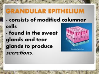 GRANDULAR EPITHELIUM
- consists of modified columnar
cells
- found in the sweat
glands and tear
glands to produce
secretions.
 