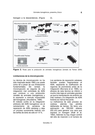 Animales transgénicos, presente y futuro                   6

transgen a la descendencia. (Figura              2).




Figura 2. Rutas para la producción de animales transgénicos (tomado de Felmer 2004)


Limitaciones de la microinyección

La técnica de microinyección no ha               Los senderos de reparación celulares
sido mejorada desde 1980 y es usada              también pueden fragmentarse el
como tal a pesar de sus limitaciones             ADN, separando la codificación de
fundamentales.       De    verdad,      la       regiones de promotores antes de la
microinyección es seguida de una                 integración (Murnane et al. 1990). La
integración mal controlada de ADN                eficacia de esta técnica es inferior o
que conduce a una producción                     mucho más baja en animales grandes
variable de animales transgénicos y              ya que la manipulación de embrión es
la expresión a menudo imprevisible               más costosa y la integración de ADN
del transgenes. (Houdebine, 1998)                foráneo es menos frecuente.
El método confía en la integración               La ineficiencia de este proceso es
arbitraria del ADN transgénico vía el            costosa,     además     hay    pérdida
reclutamiento      de    senderos      de        deliberada de tiempo. Se tiene una
reparación de ADN celulares y deja               estimación de 500,000 dólares
un proceso sumamente ineficaz con                (EE.UU) para generar una vaca que
las tarifas de éxito de sólo el 1-4 %.           expresa un transgen (Wall et al.
                                                 1992). Además no hay ningún control
                                                 del sitio de inserción o el número de


                                       González, G.
 