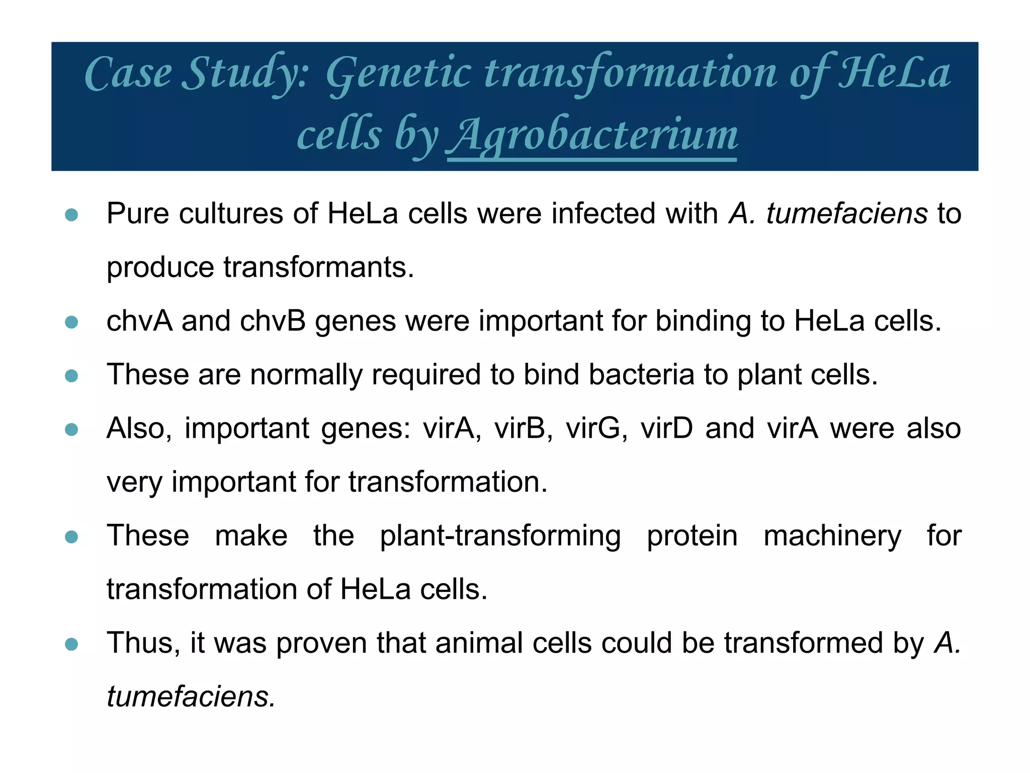 Case Study: Genetic transformation of HeLa
cells by Agrobacterium
● Pure cultures of HeLa cells were infected with A. tumefaciens to
produce transformants.
● chvA and chvB genes were important for binding to HeLa cells.
● These are normally required to bind bacteria to plant cells.
● Also, important genes: virA, virB, virG, virD and virA were also
very important for transformation.
● These make the plant-transforming protein machinery for
transformation of HeLa cells.
● Thus, it was proven that animal cells could be transformed by A.
tumefaciens.
 