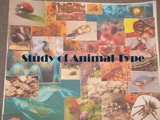 Study of Animal Type
 
