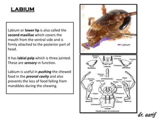 Insect Labium Labeled Animal types cockroach | PPSX