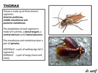 THORAX
Thorax is made up of three distinct
segments:
Anterior prothorax,
middle mesothorax and
posterior metathorax.

The exoskeleton of each segment is
made of 4 sclerites, a dorsal tergum, a
ventral sternum and 2 lateral pleurons.

The mesothorax and metathorax bear a
pair of spiracles.

VENTRALLY : a pair of walking legs (all 3
segments)
DORSALLY : a pair of wings (meso and
meta)




                                            dr. aarif
 