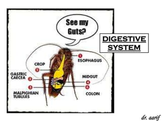 Cockroach Intestines Animal types cockroach | PPSX