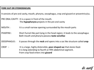 FORE GUT OR STOMODAEUM:

It consists of pre oral cavity, mouth, pharynx, oesophagus, crop and gizzard or proventriculus.

PRE ORAL CAVITY : It is a space in front of the mouth.
                  The hypopharynx projects in the pre oral cavity

MOUTH :            It is a small narrow opening surrounded by the mouth parts

PHARYNX :         Short funnel-like part lying in the head region; it leads to the oesophagus
                  Both mouth and pharynx possess taste sensillae

OESOPHAGUS :       It passes through the neck and opens into a sac like structure called crop

CROP :             It is a large, highly distensible, pear-shaped sac that stores food.
                  It is long extending to fourth or fifth abdominal segment.
                  From crop food enters into gizzard




                                                                                          dr. aarif
 