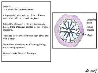 GIZZARD :
 It is also called proventriculus.

 It is provided with a circlet of six chitinous
teeth that help to crush the food.

Behind the chitinous teeth are, backwardly
directed fine chitinous bristles in the grooves
of gizzard.

These are interconnected with each other and
form a filter.

Gizzard has, therefore, an efficient grinding
and straining apparatu

Gizzard marks the end of fore-gut.




                                                  dr. aarif
 