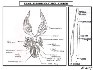 FEMALE REPRODUCTIVE SYSTEM




                             dr. aarif
 