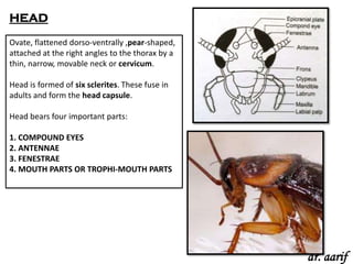 Animal types cockroach | PPSX
