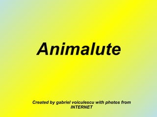 Animalute Created by gabriel voiculescu with photos from INTERNET 