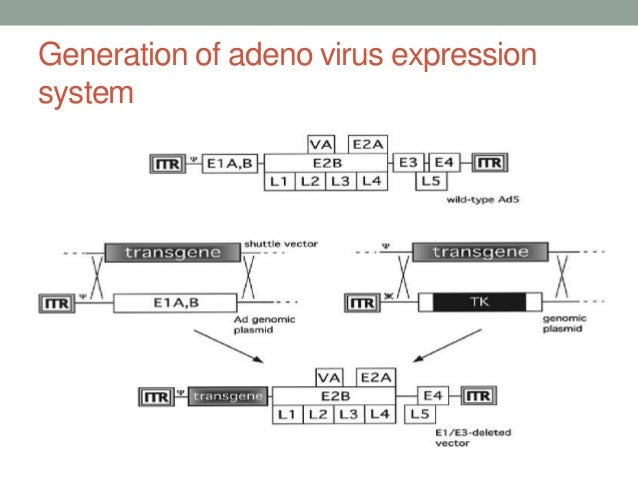 Animal viral based vectors