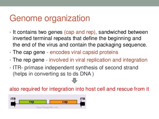 Animal viral based vectors