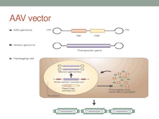 Animal viral based vectors