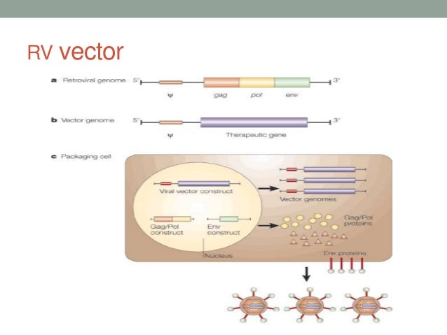 Animal viral based vectors